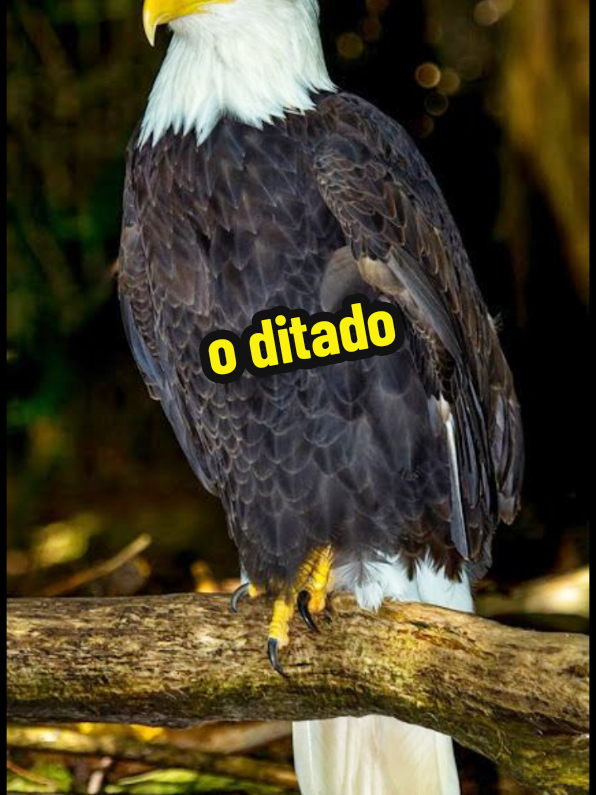 Sabe aquele# ditado não dê morro em ponta de faca às vezes #é melhor seguir #em frente e deixar para trás aquelas# pessoas que #não sabe valorizar na sua presença