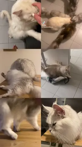 Mes petites peluches d’amour et d’affection #chatstory #chat #cute #mainecoon #mainecooncat 