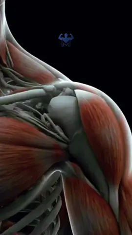 The best exercise for your shoulders 💪🔥