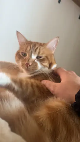 I’ve been attacked  #orangecatbehavior #fyp #orangecatsoftiktok #foryourpage 