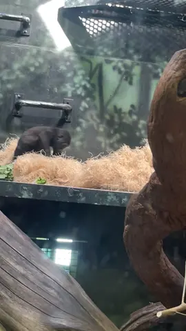 My favorite zoo animals ❤️❤️❤️#fypシ゚viral #louisvillezoo #babygorilla #zoo 