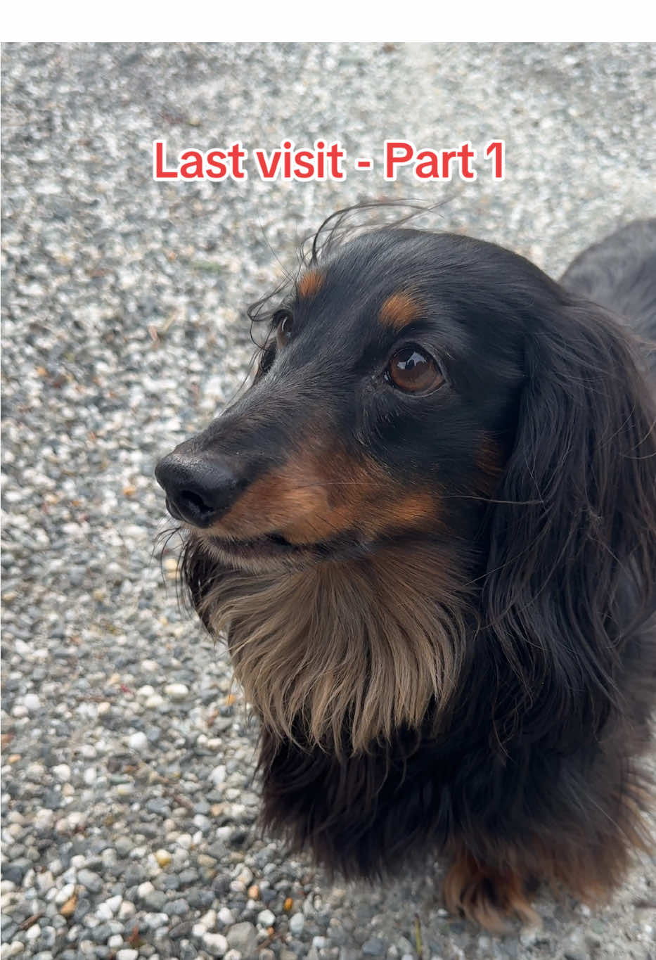It’s our last day at the house. I’m gonna miss the little dude. #daschund #purelove #adopt #dailyvisitor 