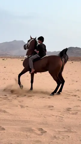 #مربط_باورلاند #مكة_الجموم_الغزيات_هدى_الشام #خيل_وخياله🐎 #اكسبلورexplore #حصان_عربي_أصيل 