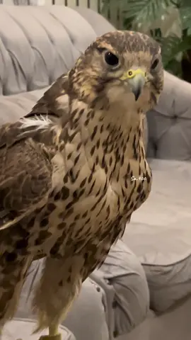 #ماشاء_الله #اكسبلور؟ #صقاقير_الخليج #الشعب_الصيني_ماله_حل😂😂 