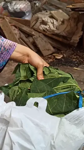 Minyak Biji Pepaya Musim Gugur dengan Pepaya Segar 🫛🥃