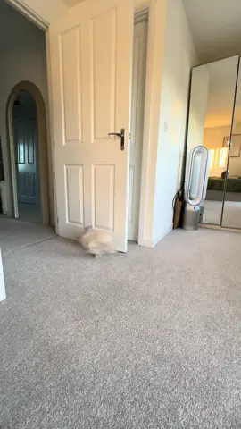 Peach loves zoomies 🐰🫶🏽 #houserabbit #bunny #bunniesoftiktok 