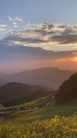 สวยขนาดนี้ใครจะมาเที่ยว แพลนไว้เลยค่ะ พฤศจิกายนนี้🌻🧡✨#ทุ่งบัวตองแม่อูคอ #ดอยแม่อูคอ #ทุ่งบัวตองแม่อูคอ🌼🍃 #เที่ยวแม่ฮ่องสอน #แม่ฮ่องสอน 
