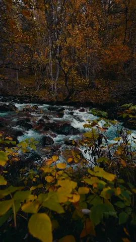 #fall #fallcolors #autmn 