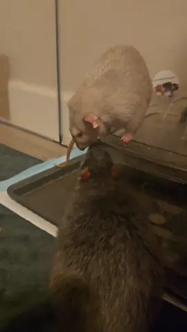 this is what a rat dominance stand off looks like, Wayne won