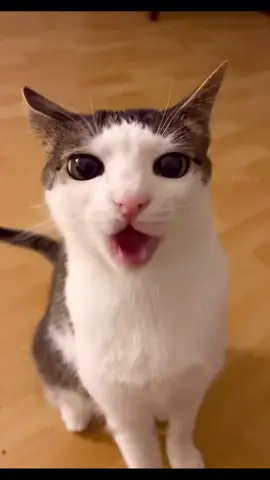 Cute Talking Cats 😻 #CuteCats #TalkingCats #CatTok #CatsOftiktok #CatVideos