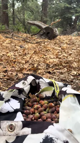 Kupi’haaw /Fall Vibes 🍂 🌰  #RezLife #nativeTiktok #acorn #differentshadesof_Red #oldways 