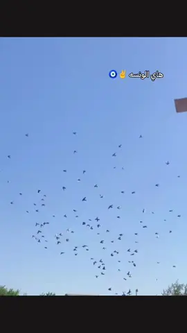 حمام الوت مخاليف وكبار الله يوفق راعيهن نشالله هناه الونسه كله ✌️♥️ #تصميم_فيديوهات #تفاعلكم #لايك_متابعه_اكسبلور #الشعب_الصيني_ماله_حل 😂✌️