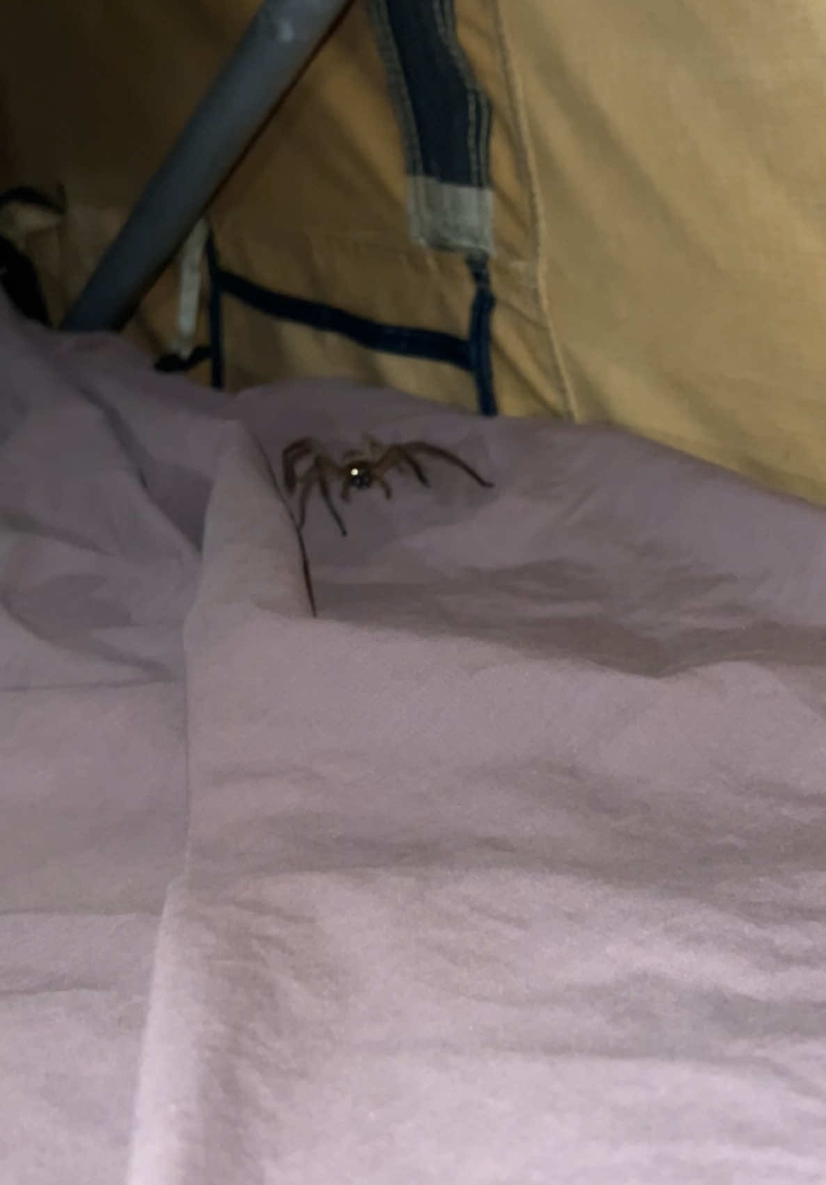 I guess I should have known what I was getting myself into  #overlanding #overlandingaustralia #australia #fyp #huntsmanspider #tasmania #jet2holiday 