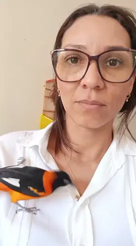 olha o Zé da resenha 😂😂😂#PetsOfTikTok #foryou #passaros #tiktoklive 