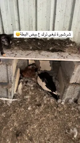 #إكسبلور  #اللهم_صل_على_محمد_وآل_محمد  الا بالعافية الشرشورة السفاحة تبغى تجلس ع بيض البطة😆😆😆 والبطة طردتها من المكان 