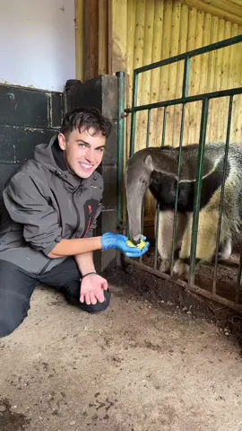 Basil the Giant Anteater LOVES avocado 🥑❤️ @jimmysfarmhq 