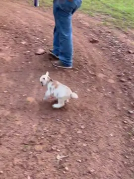 The naughty little lamb 😝 #littlelamb #cute #baby #lamb #babygoat 