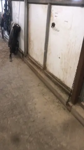 When you Friesian lives at a primarily Arabian training barn. 😂 #ifykyk #arabianhorse #friesianhorse #stallion #whichoneofthesethingsisnotliketheothers 