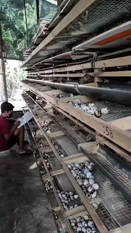📈 Saatnya Mulai Investasi Ternak Puyuh Petelur Sekarang! Mau punya usaha ternak puyuh tapi tanpa ribet? 💼 Titip Ternak Puyuh Petelur adalah solusi tepat buat kamu yang mau punya penghasilan tambahan dari dunia peternakan, tapi gak punya waktu atau tempat. Cukup titipkan modal, kami yang jalankan peternakannya dari awal sampai panen! ✨ Keuntungan yang Akan Kamu Dapat: ☑️ Dikelola Profesional: Dikelola oleh tim berpengalaman di bidang puyuh petelur. ☑️ Transparan & Terpantau: Dapat laporan perkembangan dan hasil panen secara berkala. ☑️ Hasil Menguntungkan: Produksi telur rutin, potensi cuan berlipat! 💥 Investasi santai, hasil maksimal! Yuk, mulai panen telur puyuh sambil panen cuan bareng kami 🐥 #fyp # foryou #foryouage #TitipTernakPuyuh #BisnisPuyuhPetelur #InvestasiTernak #PuyuhPetelur #UsahaSampingan #PeternakanModern #TitipModal #CuanDariKandang #PassiveIncomeTernak #BisnisZamanNow #PeternakMilenial #ModalKecilUntungBesar #UsahaAntiRibet #TernakPuyuhIndonesia #PeternakanMudah #KerjaCerdas 