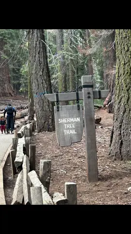 Tanto la cante que si llovio🤦🏻‍♂️😂 #sequoianationalpark #generalshermantree #haveyoueverseentherain 