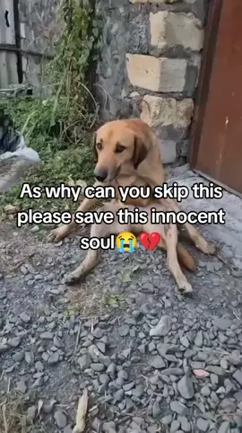 This soul of a dog was barked up by  a disease which damaged some parts of the dog.please help it and buy for it a wheelchair 