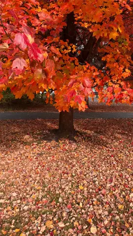🍁#roadto10k #fall #autumn #fypシ゚viral #autumnleaves 