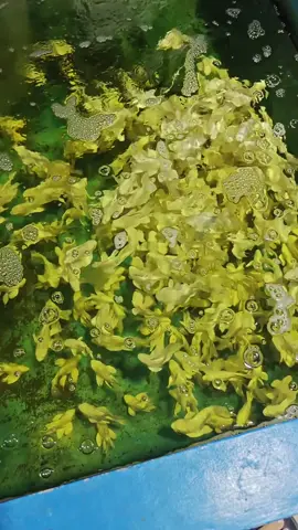 #tiktokgiaitri #xuhuongtiktok #xuhuongfacebook #giaitri #cácảnhđẹp #mêcácảnh #xuhuong #tiktok #cácảnh #cá #fpy #shortbodyfish #cachepphitan #cacanh #cachepsutu #cachepphitanvip #facebook #cacanhanhsaomai #chepsutu #nghechuchot #viralvideo #LearnOnTikTok #cachepsutuvip #carong #arowana #caloc #cakieng #trend #ott #phitan #cáchépsưtử #chépsưtử #chépsưtửtrắng #thuysinh #guppy #betta #aquarium #locnuoihoca