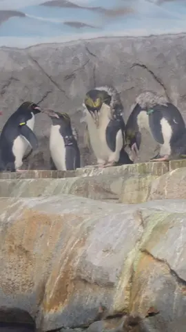 the only appropriate sound 🤣 #trending #fyp #viral #sunday #fypシ 