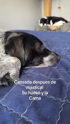 Oddie y sus amigos en su vida diaria lassie cansada de sus travesuras#pets #mascotas #desastre #