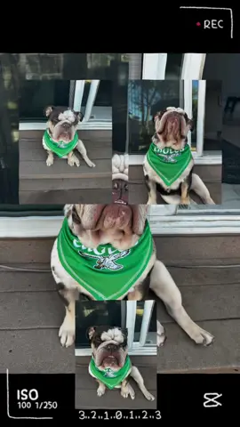 You know what time it is! 🦅 #bulldog #dogsoftiktok #birds #philadelphiaeagles #gobirds 