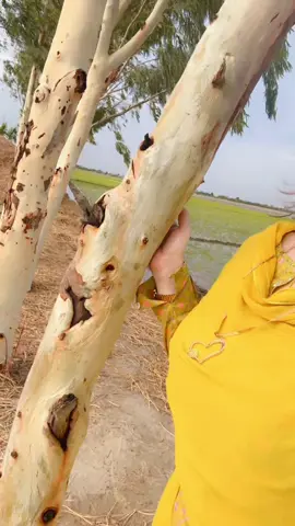 #foryoupage #foryou زرا زرا سی 💕کھیلی طبیعت زرا سی 😔غمگین ہوگئی ہے 