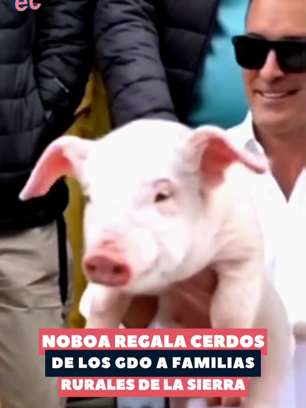 De los corrales de los GDO… ¡a las comunidades rurales! El presidente, Daniel Noboa anunció la entrega de 15 mil animales incautados, pero lo que se volvió viral fue su oferta en plena entrevista: regalarle un chancho al periodista Carlos Rojas.  #danielnoboa #chanchos #regalos #Ecuador 