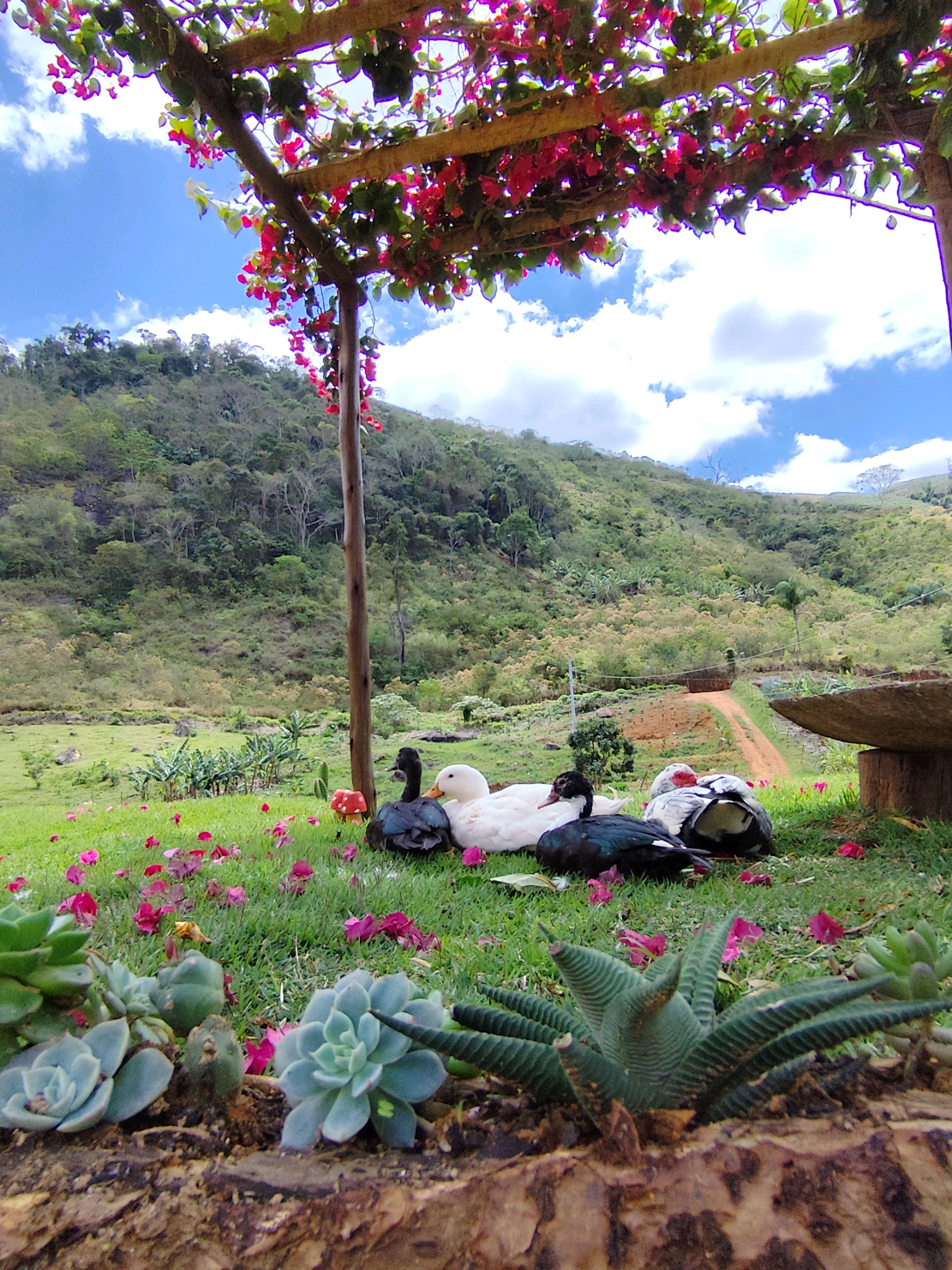 #minharoça chácara Primavera 