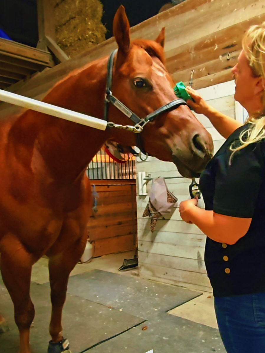 Spanky loves being groomed with the new Groom Bug horse brush. the rubber fingers are soft and get all the dandruff and hairs lifted out. This is one of the first things I use when grooming my horses. Id does work great on whole body and legs. Source: Chewy https://share.google/tfDPgXI7MKQ4RsfRU #horses #grooming #showhorse #animals #fyp