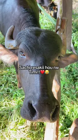 Risakii hou rw timi😂 #fyp #foryou #foryoupage #viral 