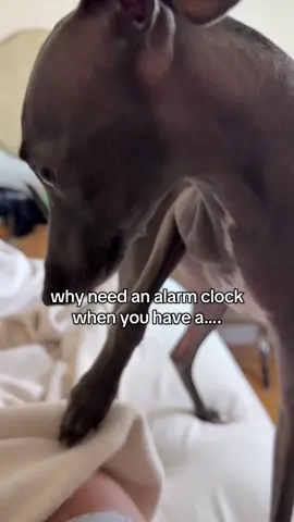 Get an Italian greyhound for the best alarm clock #alarmclock #wakeup #morning #goodmorning #iggy 