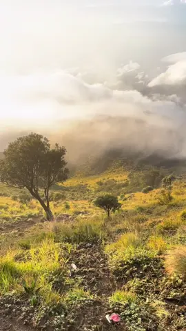merbabu dengan segala keindahanya☺️ #merbabumountain #merbabuviaselo #pendakifomo 