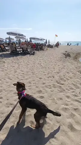 The absolute terror when a dog that was bred to fight WOLVES charges at you growling is indescribable..