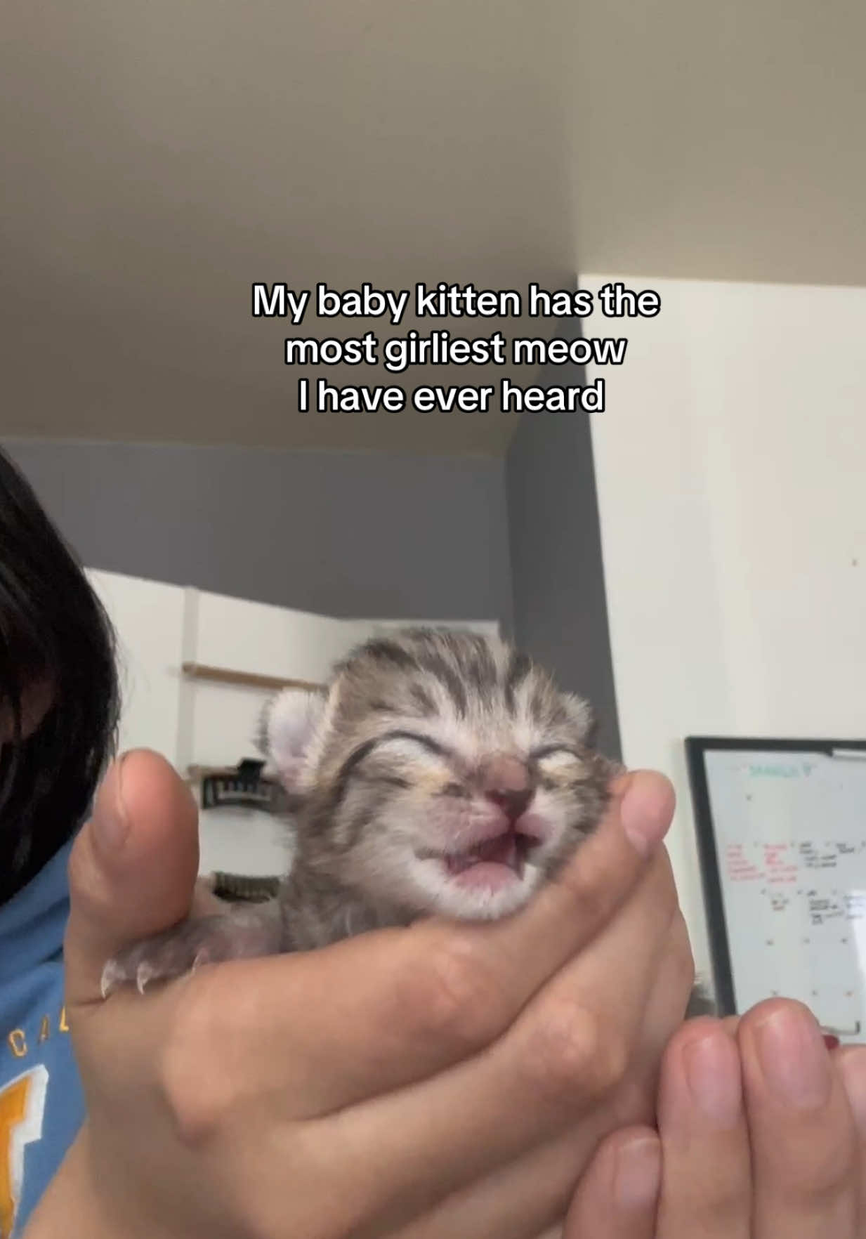 the girliest meow I have ever heard 🥹