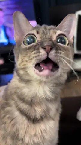 Very cool!   #cat #cutecat #rescuecat #tiktokcats #funnycat 