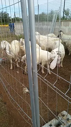 Fiera Cutrufiano ... La capra yonica nel cuore ❤️