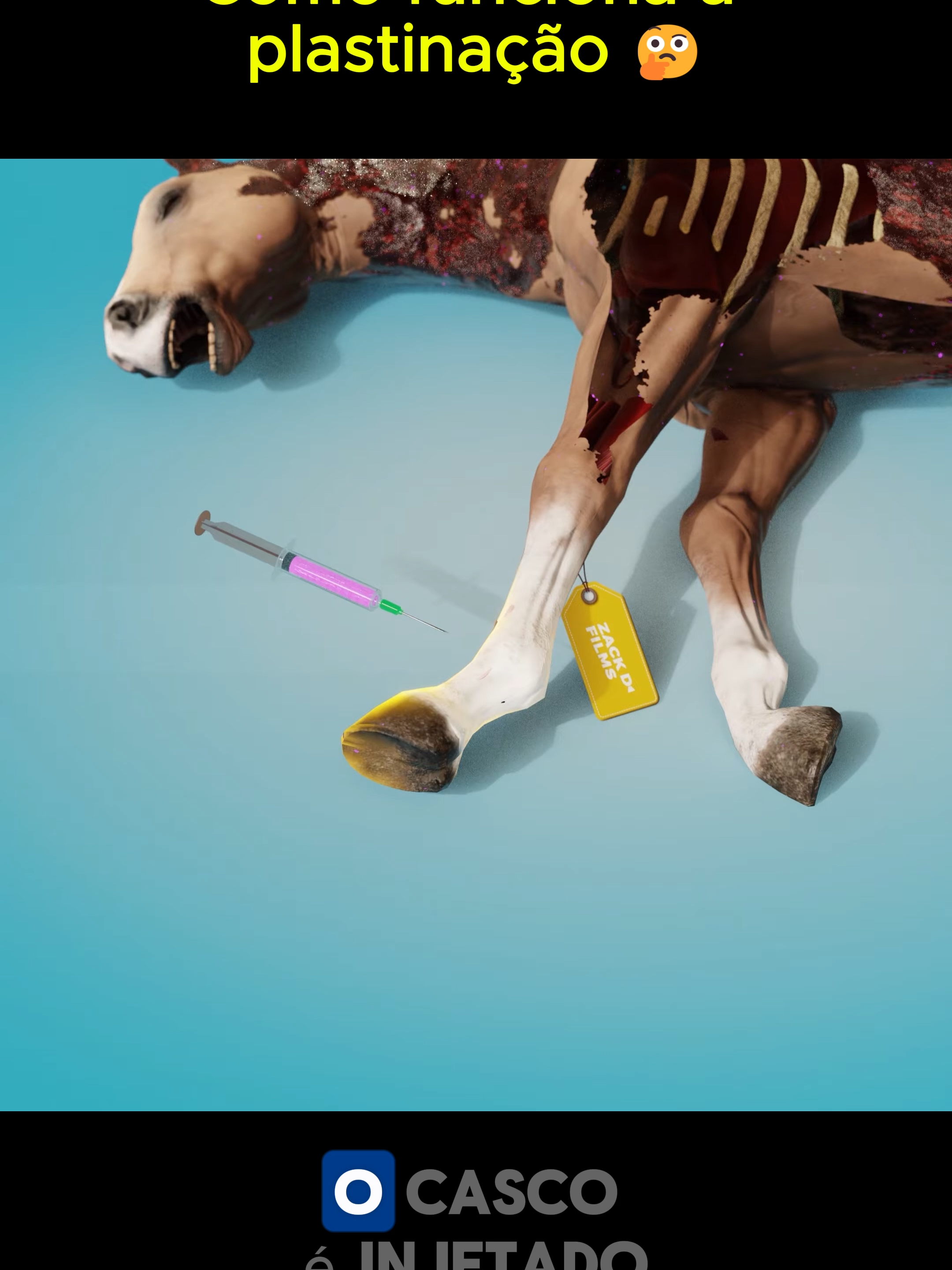 Como funciona a plastinação 🤔