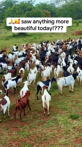 We love 💕 what we do!  We only wish we can do it and watch any doubtful thomases in just 10 years  when it will be too late to join the school!! In some states!!!!  Uganda is the pearl of Africa, and so we should be the pearl of Agribusiness!!!  #JIKOtheBESTwheat #mbuzichoma🍖🍖🔥🔥 #YPAraisemore #ypapasture #success 