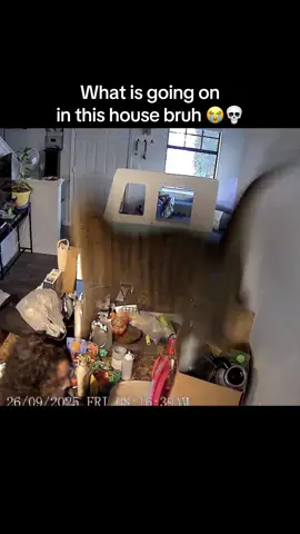 what is happening in this house 😭 #fyp #viral #trending #catfail #cat