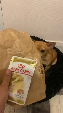 Des produit vraiment au top 👌🏽 @Maxi Zoo France #dog #momylife #mignonchien #chihuhuafantastic 