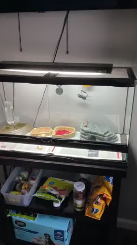 #myjourney #fyp #beardeddragon #barberstation 