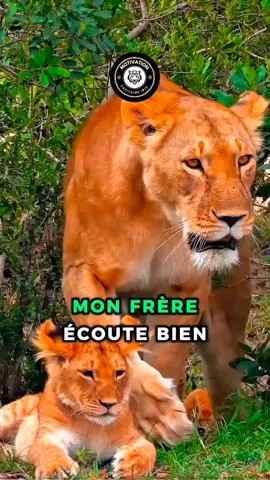 Mon frère, écoute bien…#conseil #motivation #france 