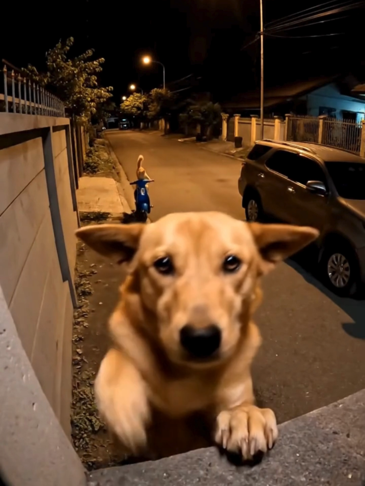 The Dog FF #fyp #fyppppppppppppppppppppppp #fypviralシ #viral #videolucu #dog #cat #animals #funny #fun #Love