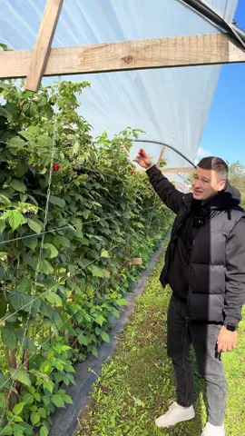 Обзор плантации малины 