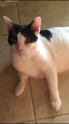 Lort take the wheel… #relatable #spanishcat #funny